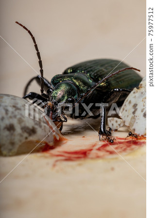 Adult Caterpillar hunter Beetle Adult Caterpillar hunter Beetle 75977512