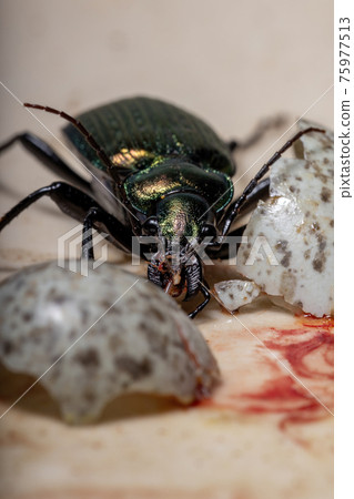 Adult Caterpillar hunter Beetle Adult Caterpillar hunter Beetle 75977513