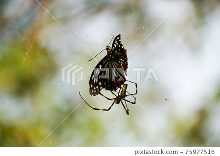 Butterflies preyed on by spiders 75977516