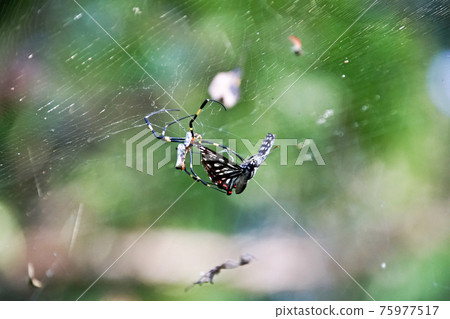 蝴蝶被蜘蛛捕食 75977517