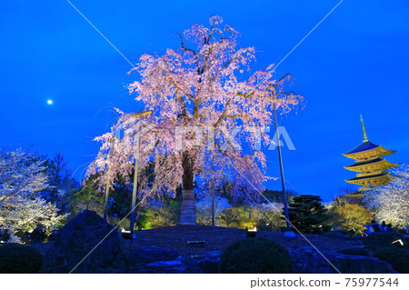 [Kyoto] Illuminated Toji cherry blossoms (special night visit) 75977544