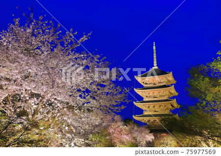 [Kyoto] Cherry blossoms in full bloom at Toji Temple (special night visit) 75977569