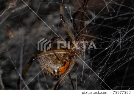 Adult Brown Widow 75977593