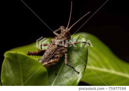 Short horned Grasshopper 75977599