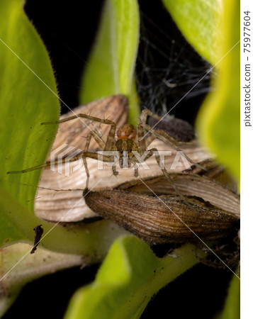 Nursery Web Spider 75977604