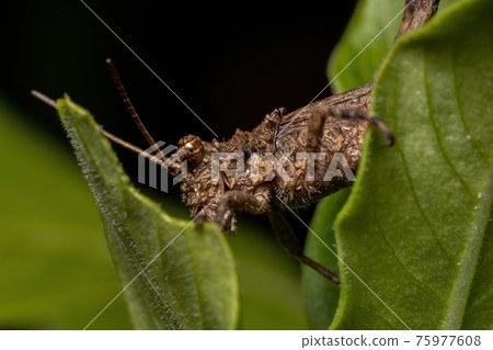 Short horned Grasshopper Short horned Grasshopper 75977608