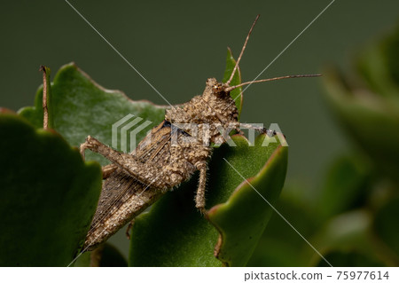 Short horned Grasshopper 75977614