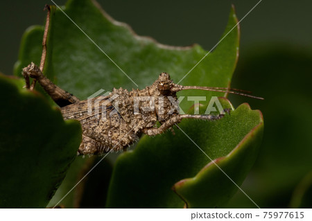 Short horned Grasshopper Short horned Grasshopper 75977615