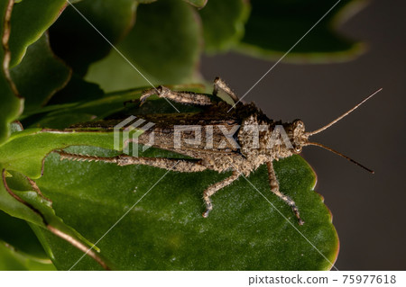 Short horned Grasshopper 75977618
