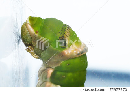 Papilio memnon (prepupa, 化蛹前一天) 繁殖 75977770