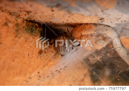 Famale Adult Brown Widow 75977797