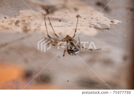 Small Brown Widow 75977798