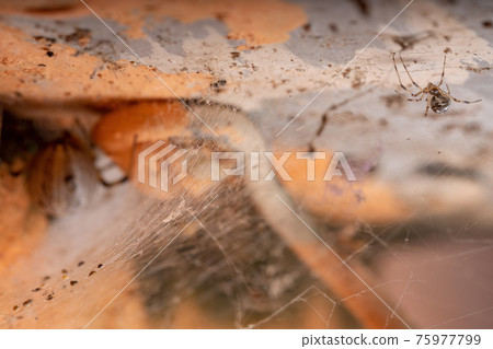 Selective focus on a Small Brown Widow with an adult female of the same species blurred on the opposite side Selective focus on a Small Brown Widow with an adult female of the same species blurred on the opposite side 75977799