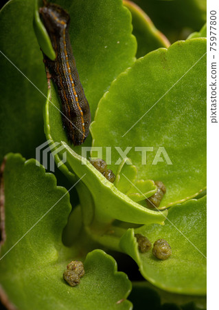 leaves with Caterpillar feces leaves with Caterpillar feces 75977800