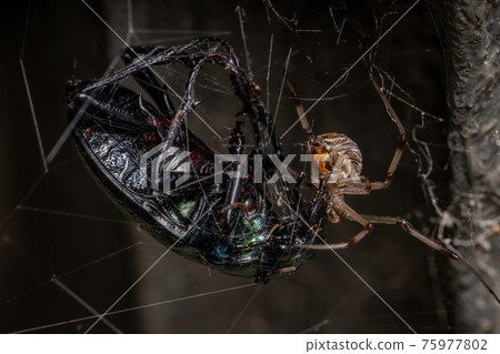 Female Adult Brown Widow preying on a Adult Caterpillar hunter Beetle 75977802