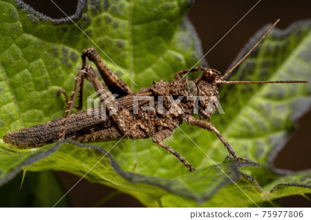 Short horned Grasshopper Short horned Grasshopper 75977806
