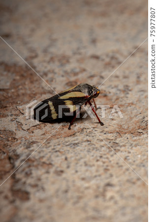 Adult Froghopper Insect Adult Froghopper Insect 75977807