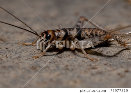 Small Field Cricket Small Field Cricket 75977819