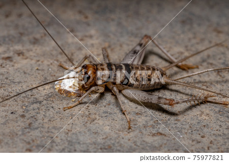 Small Field Cricket Small Field Cricket 75977821
