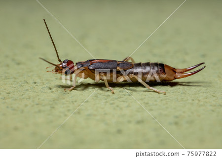 Adult Shore Earwig 75977822