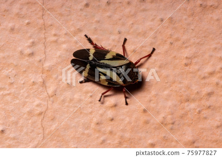Adult Froghopper Insect 75977827