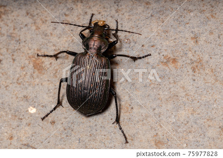 Adult Caterpillar hunter Beetle eating part of a grasshopper abdomen Adult Caterpillar hunter Beetle eating part of a grasshopper abdomen 75977828
