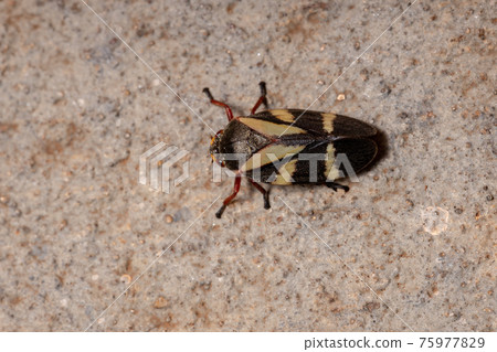 Adult Froghopper Insect Adult Froghopper Insect 75977829