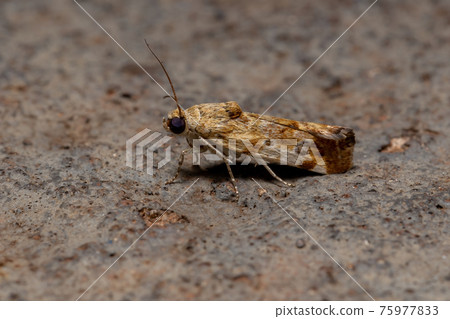 Small Yellow Moth 75977833