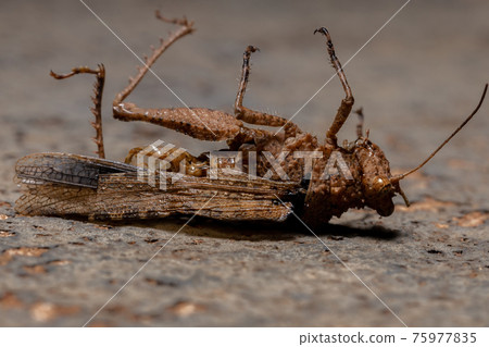 Short horned Grasshopper Short horned Grasshopper 75977835