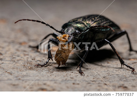 Adult Caterpillar hunter Beetle eating part of a grasshopper abdomen Adult Caterpillar hunter Beetle eating part of a grasshopper abdomen 75977837