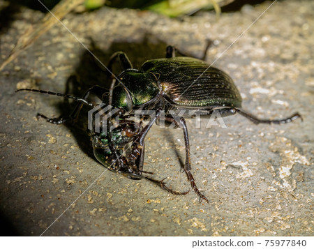 Adult Caterpillar hunter Beetle 75977840