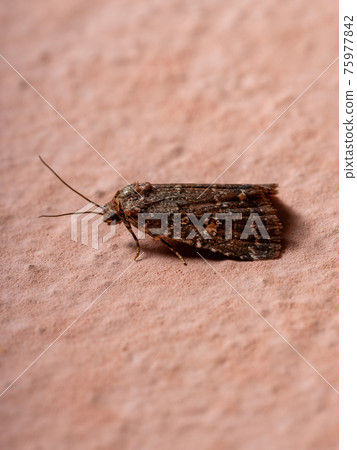 Adult small moth Adult small moth 75977842