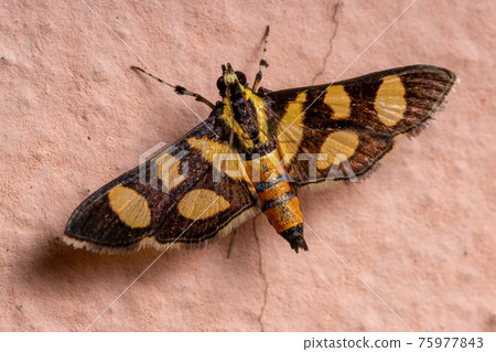 Female Adult Orange-spotted Flower Moth Female Adult Orange-spotted Flower Moth 75977843