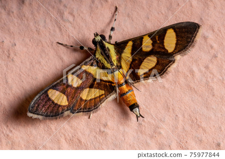 Male Adult Orange-spotted Flower Moth 75977844