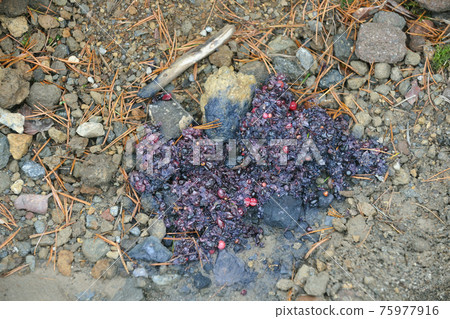 Brown bear droppings that ate nuts (Shiretoko, Hokkaido) 75977916