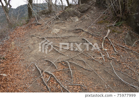 Kurinodake山間小道和踐踏的樹根 Kurinodake山間小道和踐踏的樹根 75977999