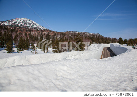 春天八甲田金線雪廊 春天八甲田金線雪廊 75978001
