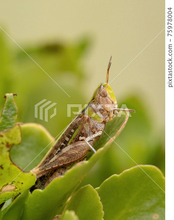 Adult Stridulating Slantface Grasshopper Adult Stridulating Slantface Grasshopper 75978004