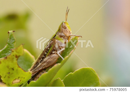 Adult Stridulating Slantface Grasshopper 75978005