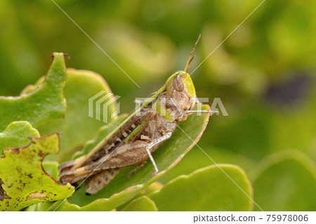 Adult Stridulating Slantface Grasshopper 75978006