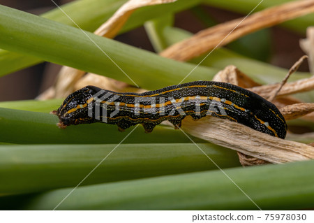 Caterpillar oeating a Chives  leaf 75978030