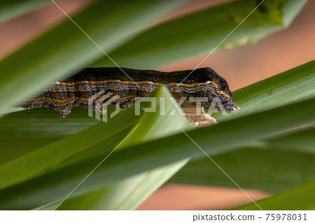Caterpillar oeating a Chives leaf Caterpillar oeating a Chives leaf 75978031