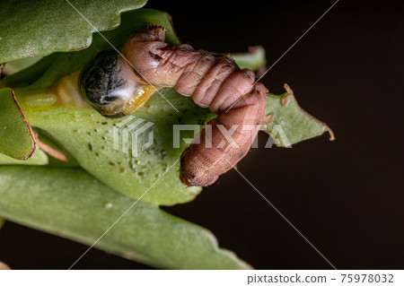 Caterpillar severely hurt Caterpillar severely hurt 75978032