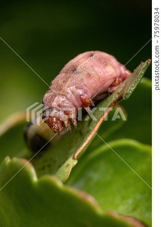 Caterpillar severely hurt 75978034