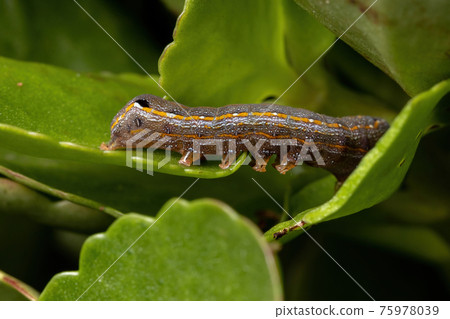 Caterpillar eating a leaf Caterpillar eating a leaf 75978039