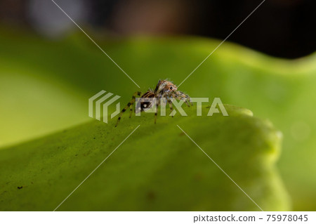 Small Jumping Spider 75978045