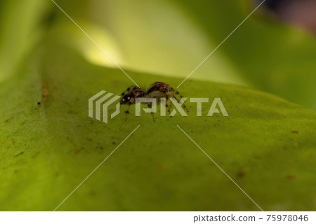 Small Jumping Spider Small Jumping Spider 75978046