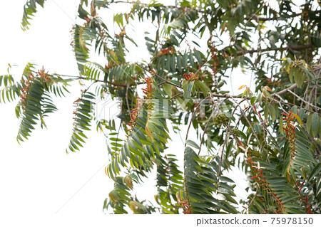 Custard Apples Plant Custard Apples Plant 75978150