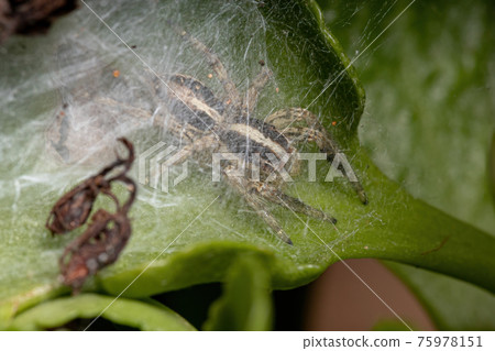 Male Pantropical Jumping Spider Male Pantropical Jumping Spider 75978151