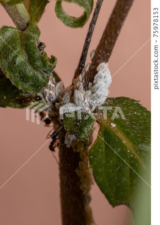 White Mealybugs Insects 75978153